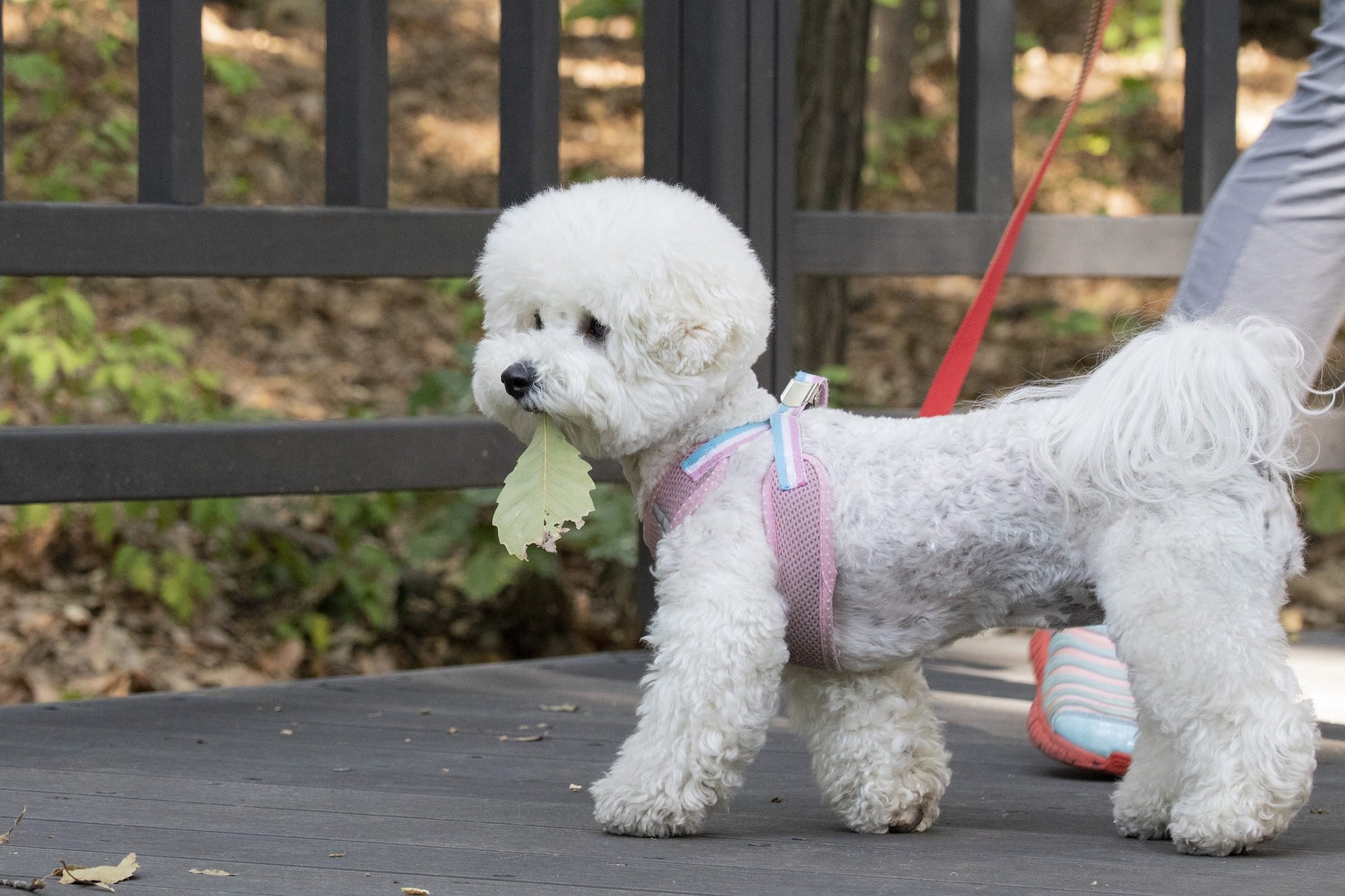 a bichon frise dog wearing a pink harness holds a leaf in their mouth