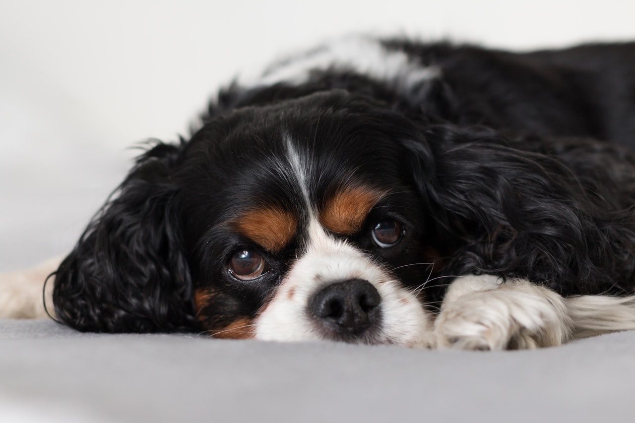 A Black and Tan Cavalier King Charles Spaniel lying on a white bed.
