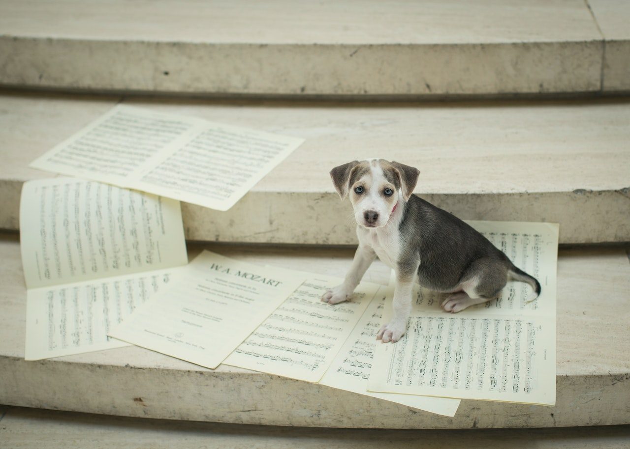 A blue-eyed mixed-breed puppy sitting on sheet music.