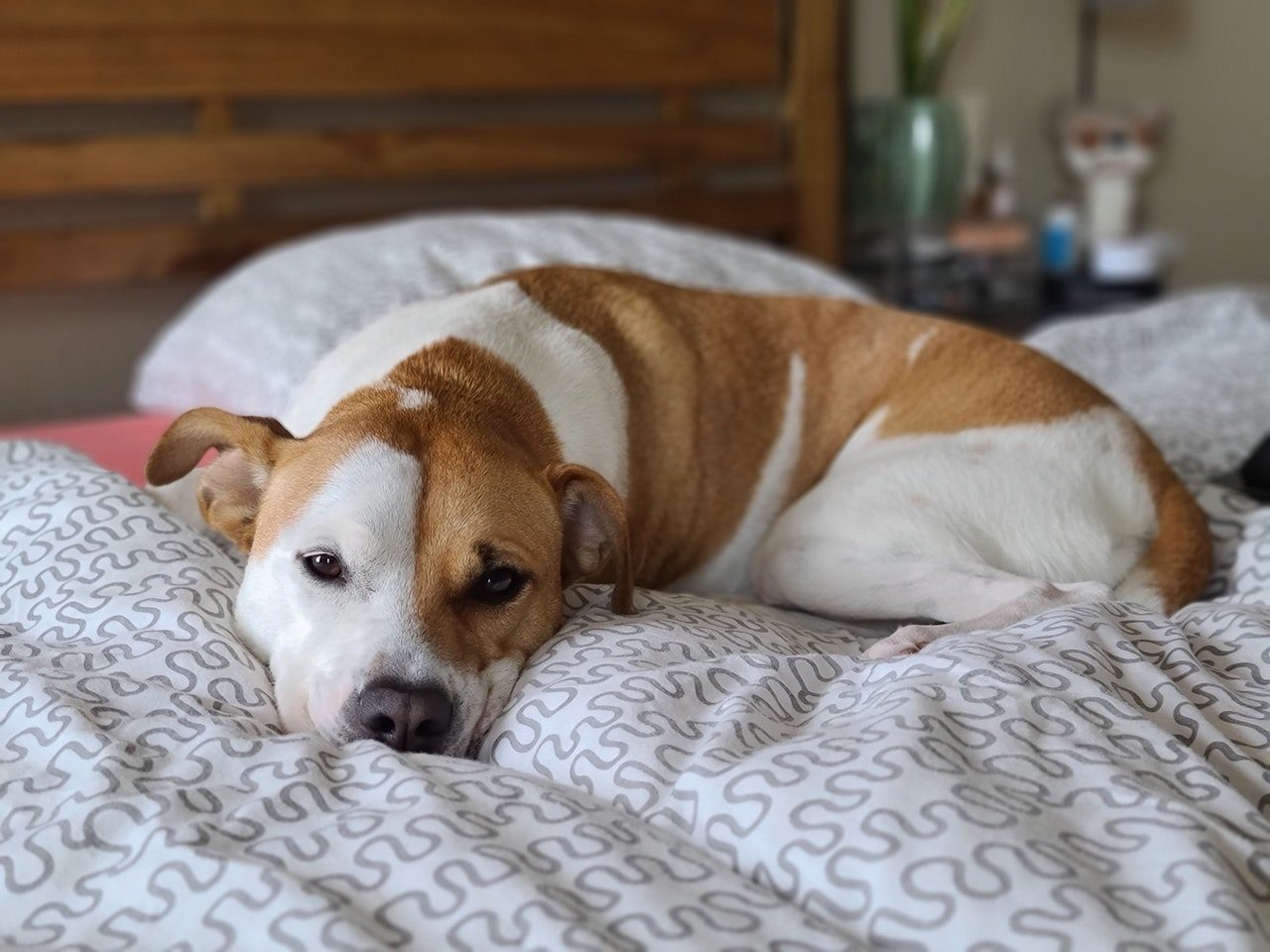 A brown and white mixed-breed dog curled up in bed.