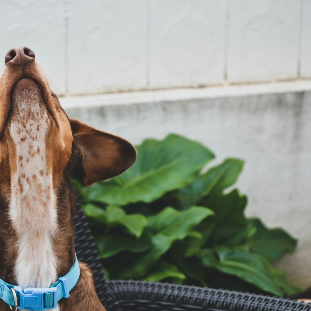 brown dog with nose in the air