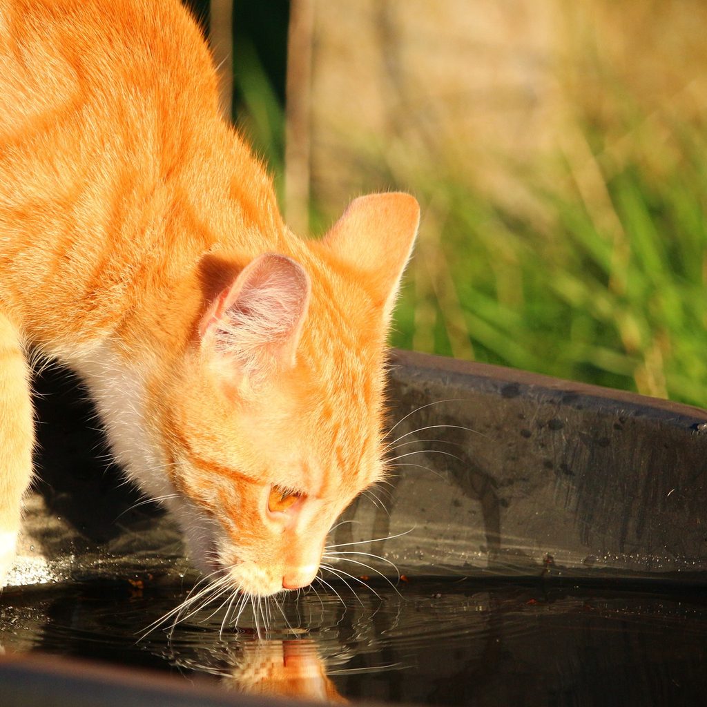 Orange cat drinking out of a large bowl