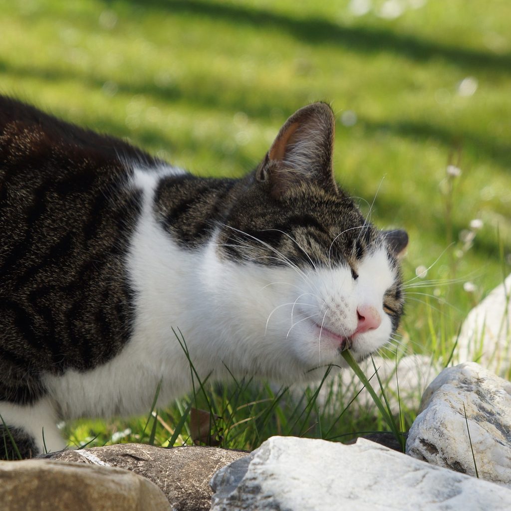 Happy cat eating grass outside