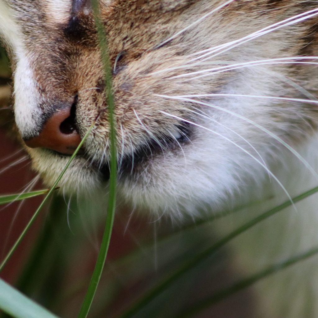 Cat on a lawn eating grass