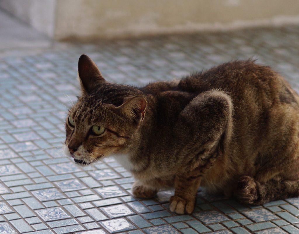 Cat hunched over coughing