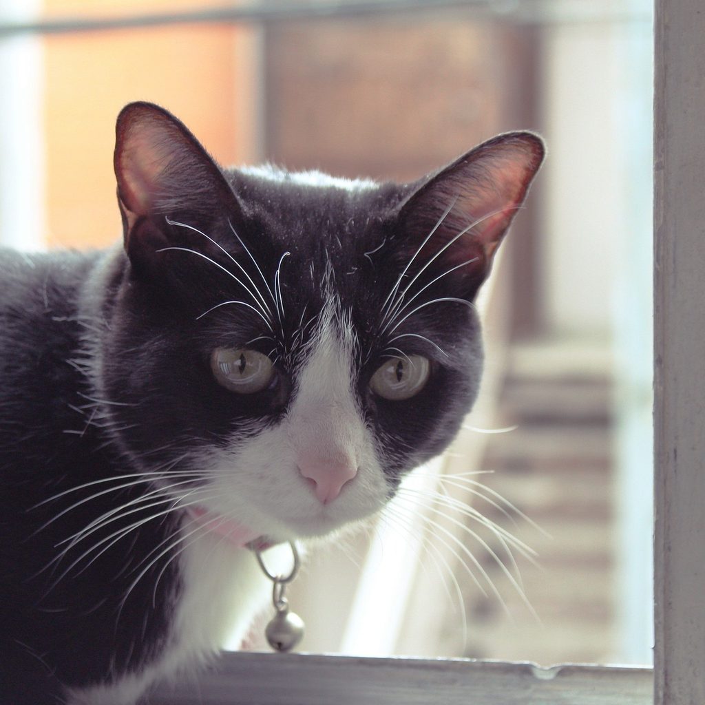 Black and white cat sitting in a window wearing a collar
