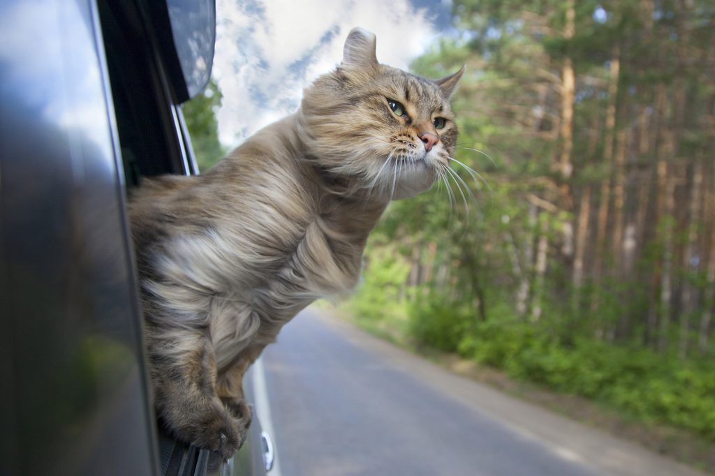 Cat sticking his head out of a car