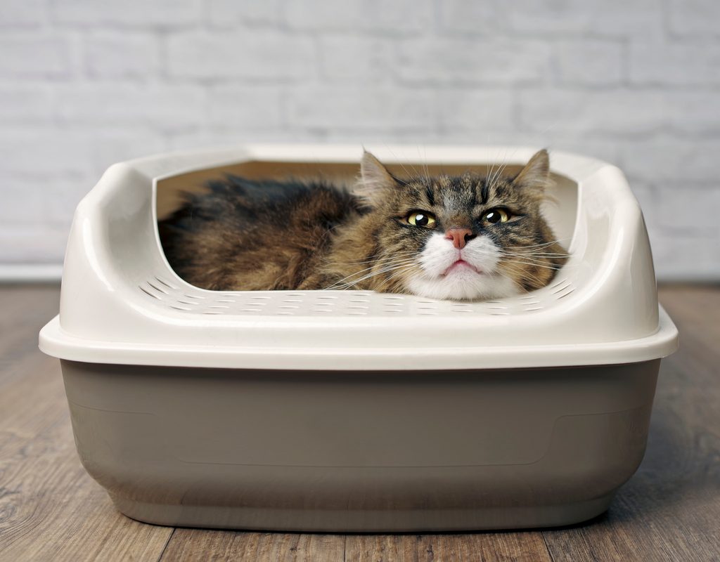 Funny cat lying in a litter box