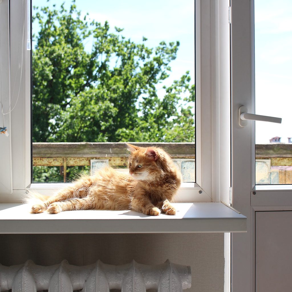 Orange longhaired cat lying in a sunny window