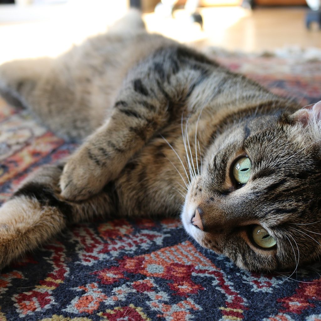 Tiger cat lying on an oriental rug