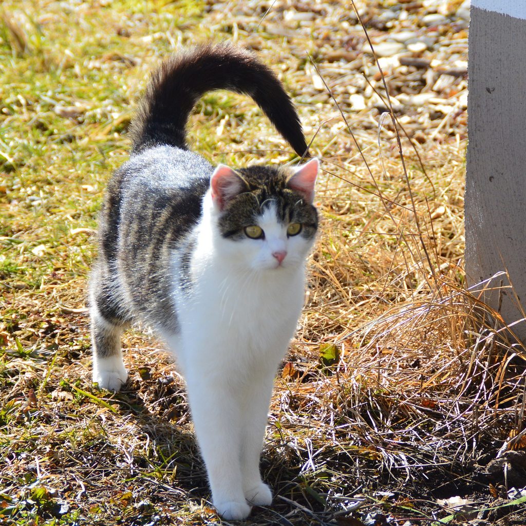 Cat standing outside with a curled tail