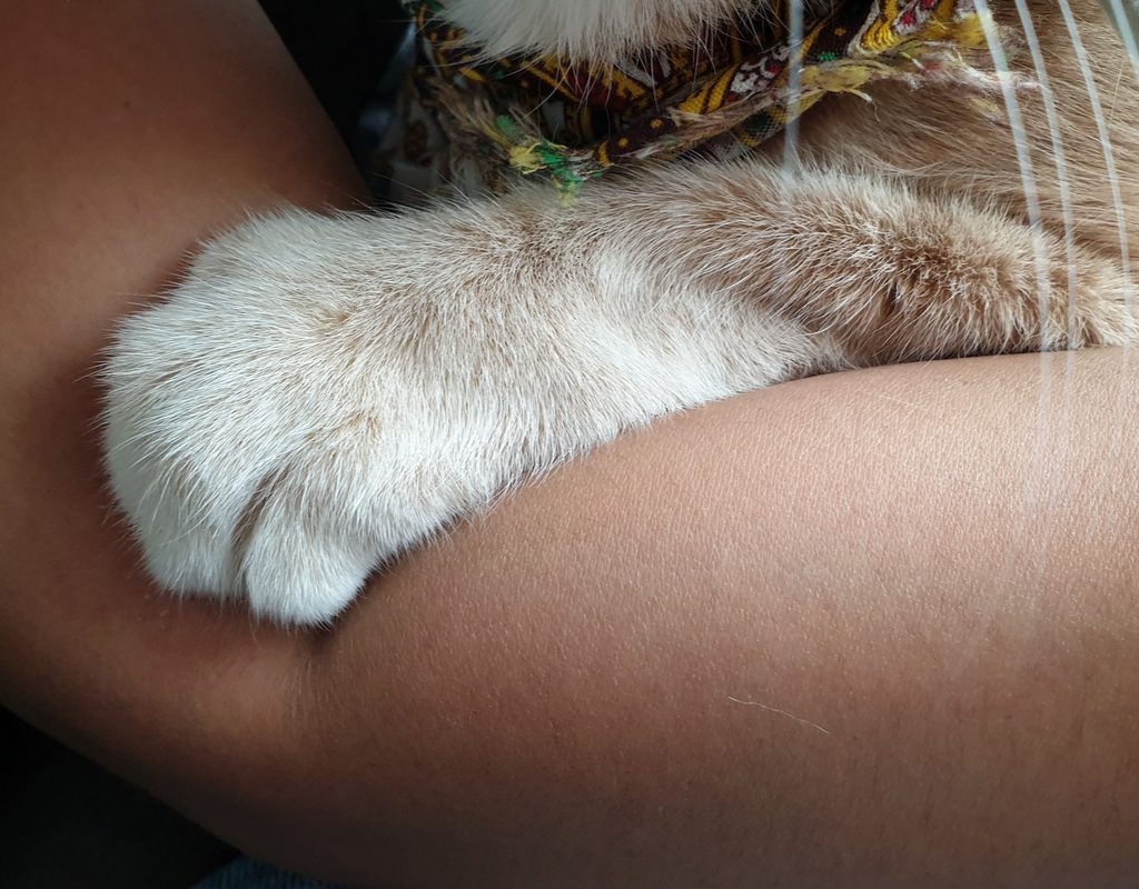 A cat's paw draped over its owner's arm