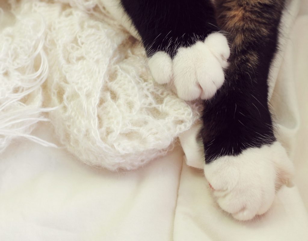 A cat's paws draped over a white blanket