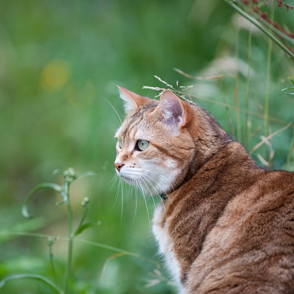 Orange cat sitting in a grassy yard