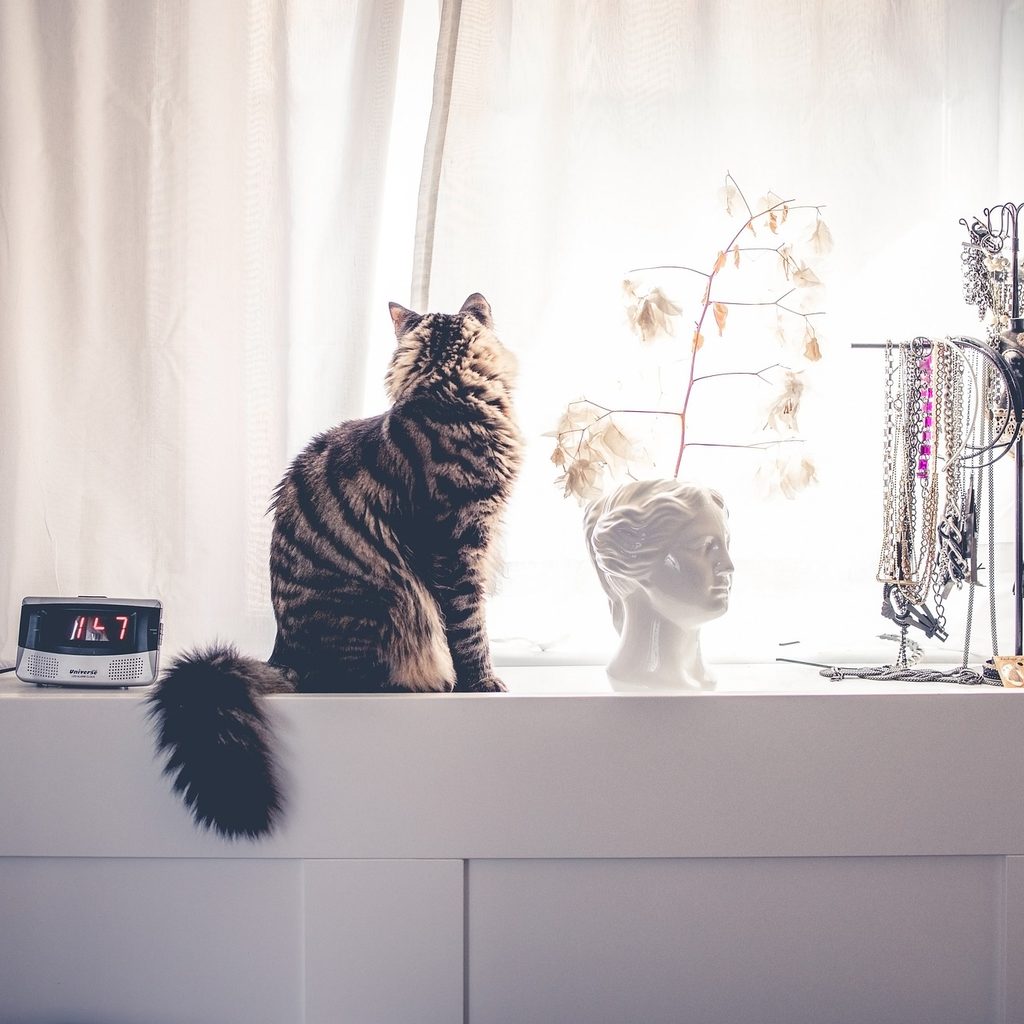 Cat sitting on a white dresser looking out a window