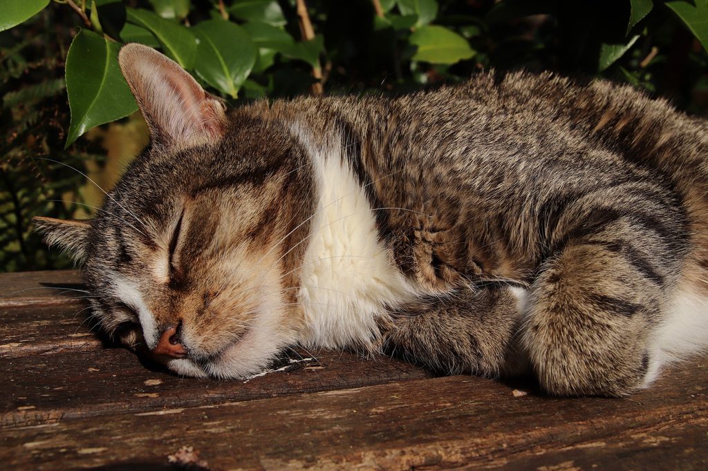 Cat sleeping on a wooden board outdoors