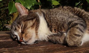 Cat sleeping on a wooden board outdoors
