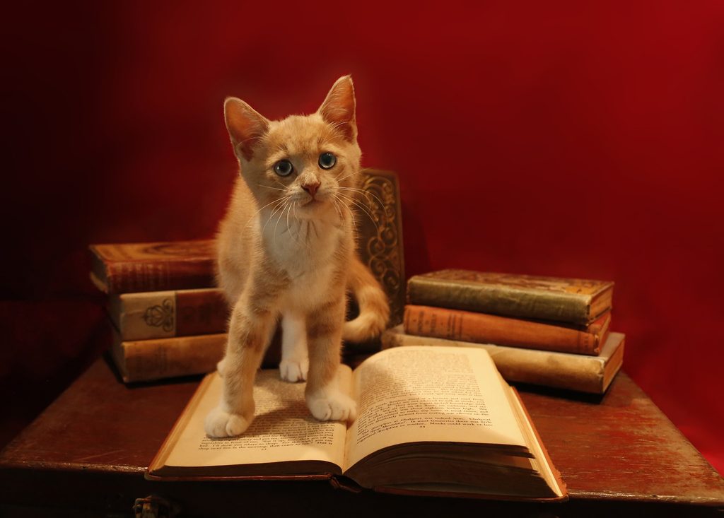 Orange and white cat standing on an open book