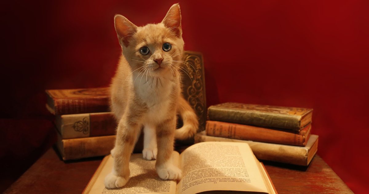 These Fabulous Books Are Must-Reads for Cat Lovers | PawTracks
