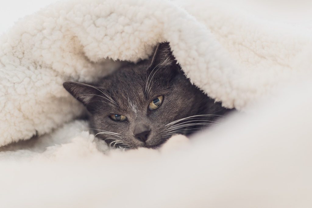 Gray cat curled up under a fluffy blanket