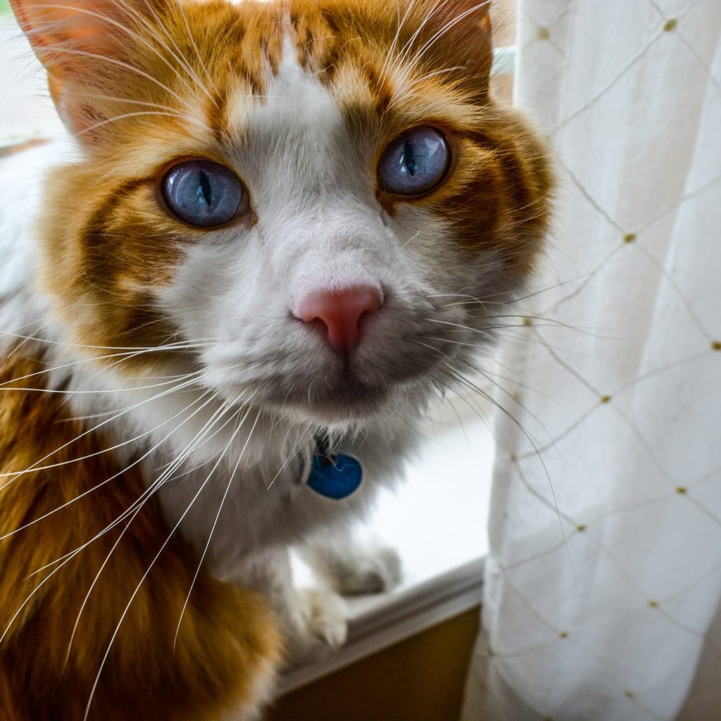 Orange and white cat wearing a collar sitting in a window