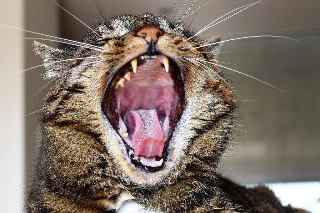 Tiger cat yawning into the camera