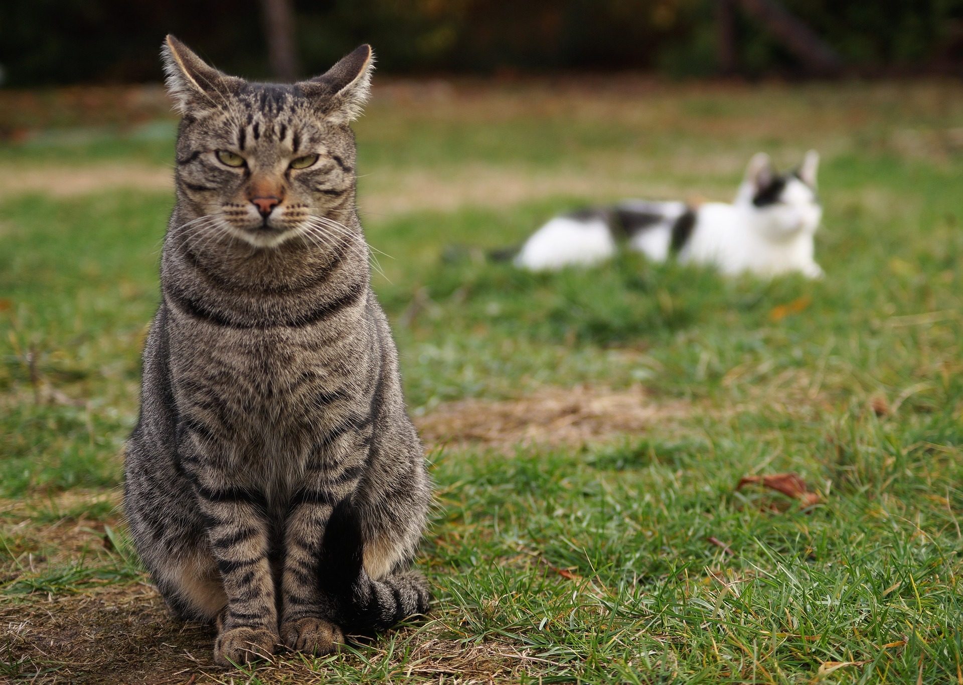 Two cats relaxing in a yard