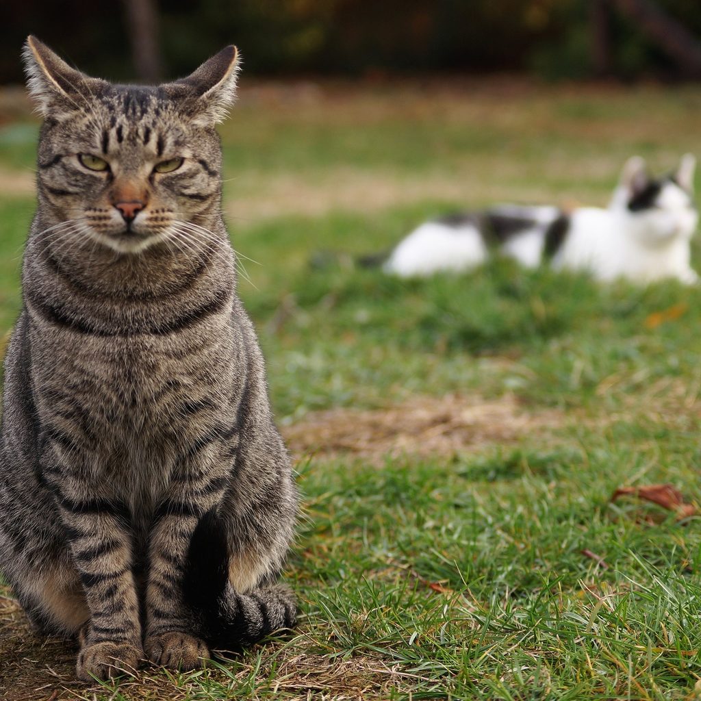 Two cats relaxing in a yard