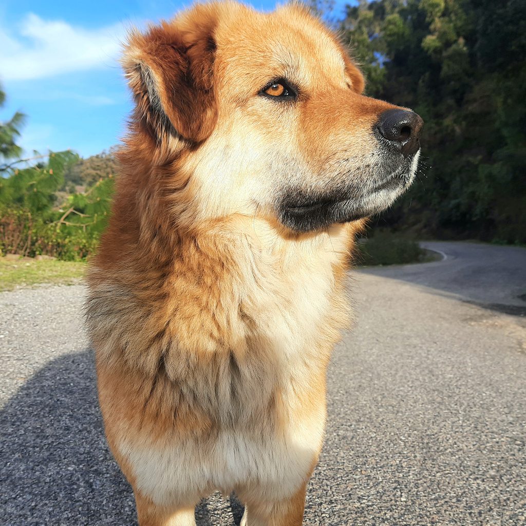 A tan Chinook dog stands outside and looks to the side