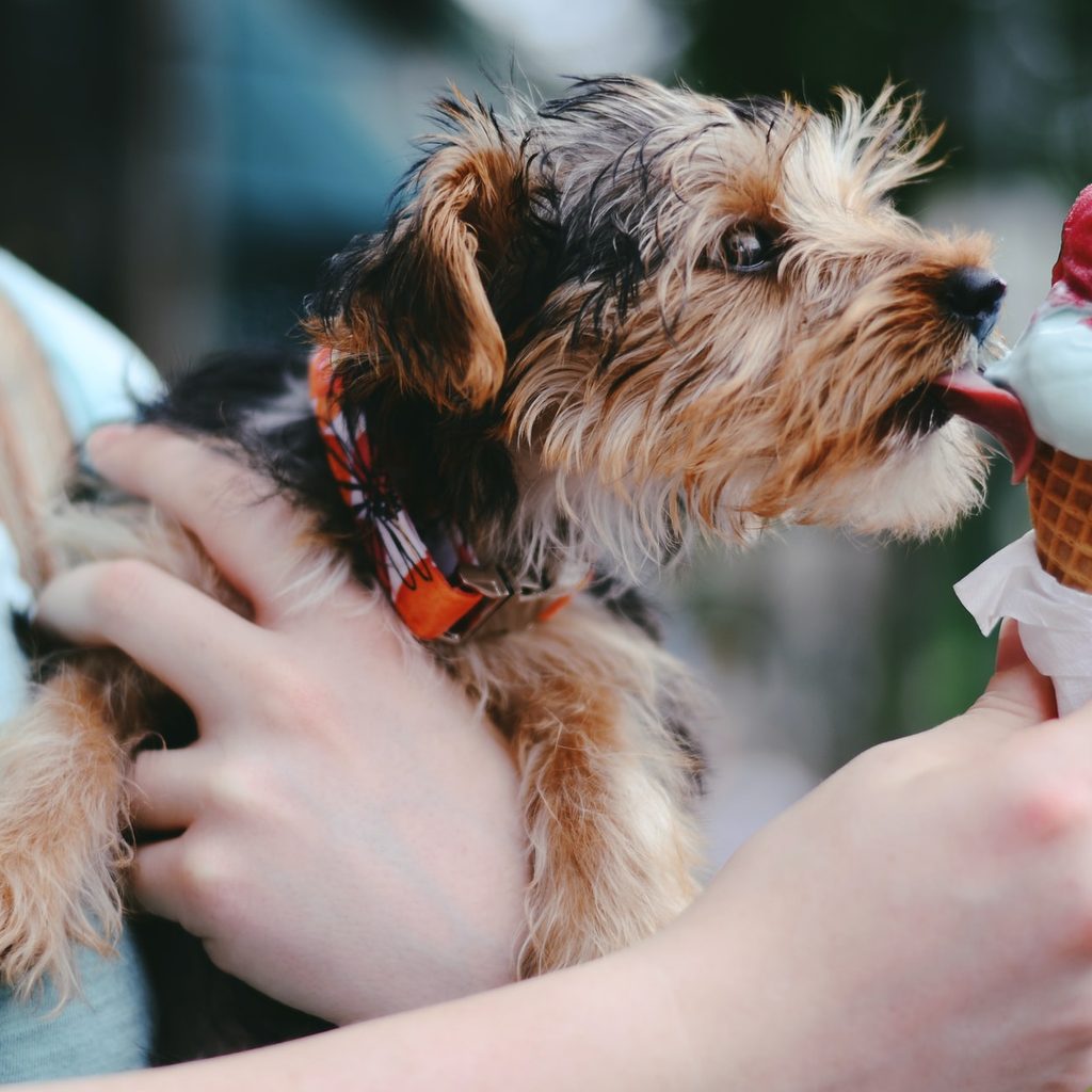 terrier licking ice cream cone