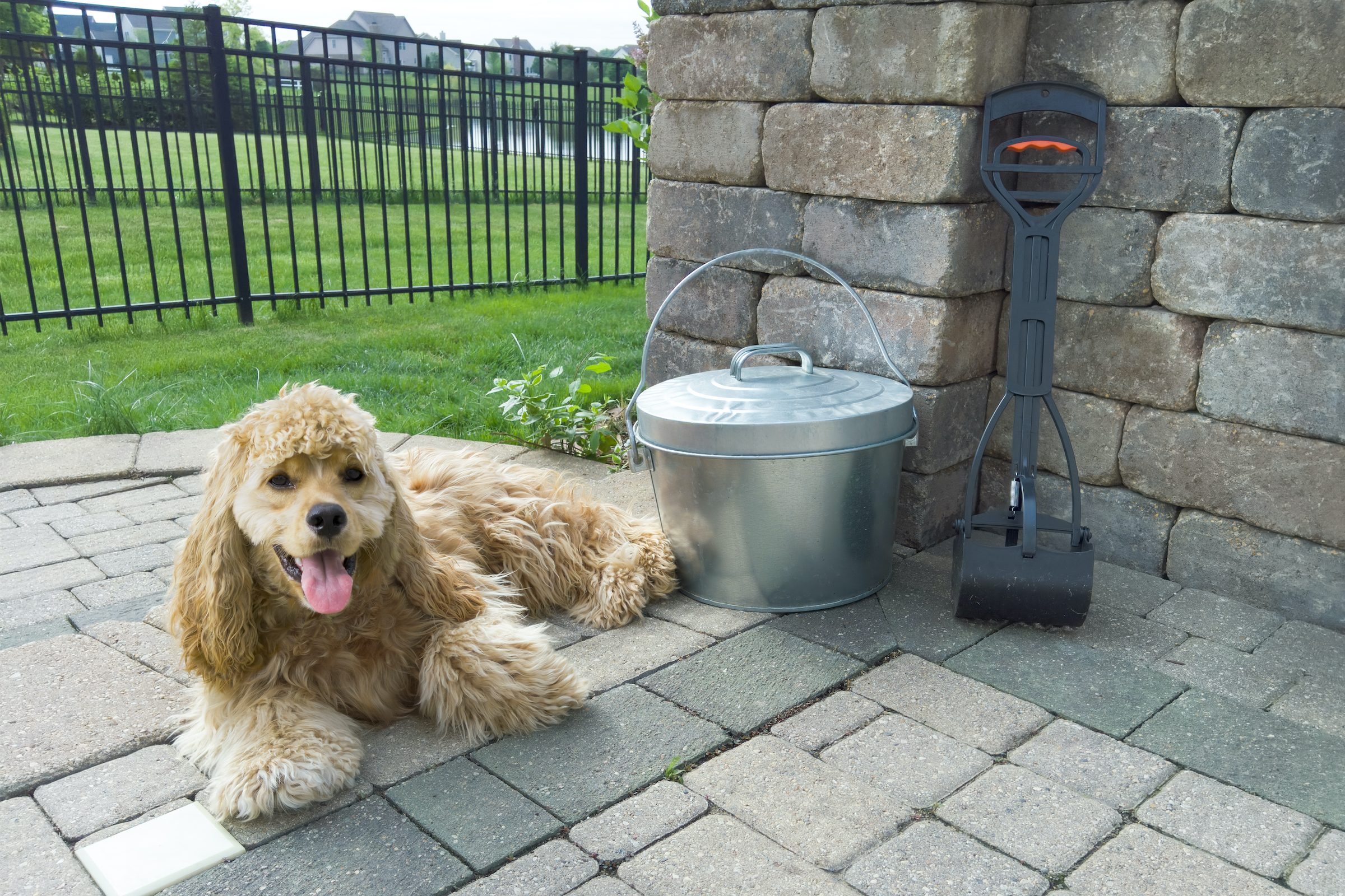 a blonde cocker spaniel lies in their yard next to a pooper scooper and a trash bin