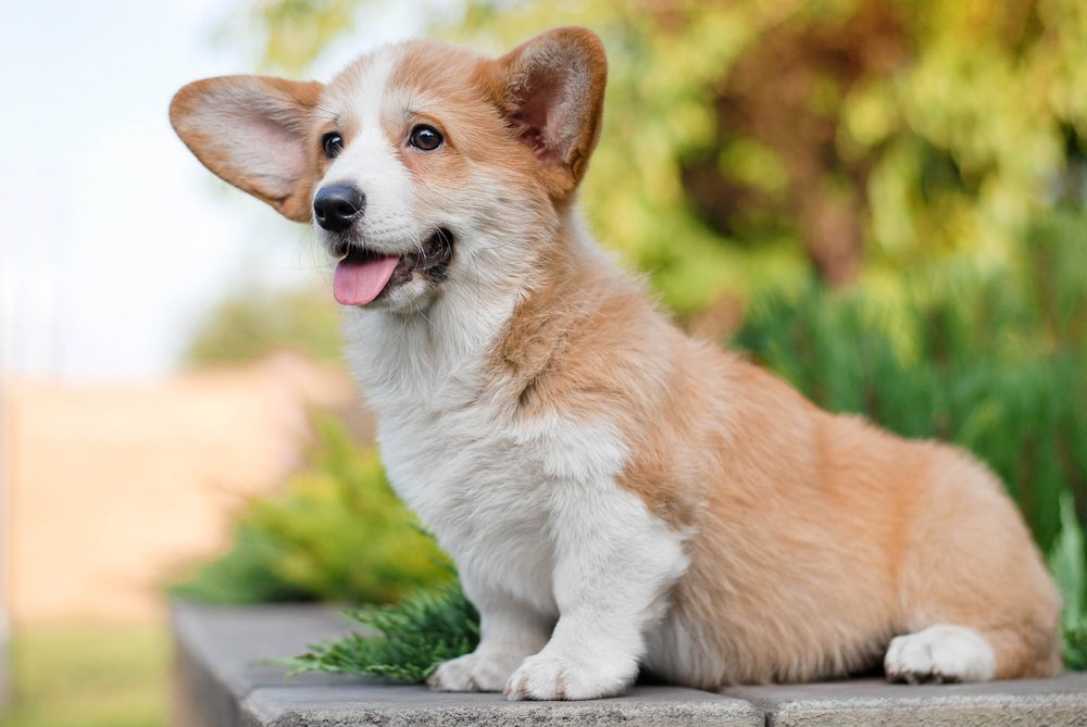 A corgi puppy sitting outside.