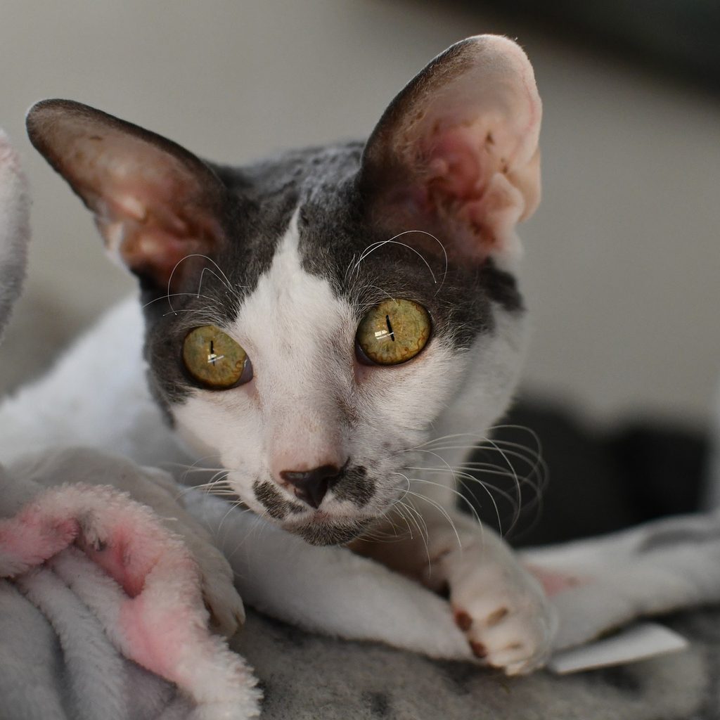 Cornish Rex cat lying on a blanket