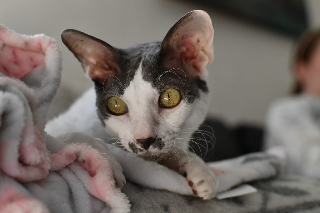A Cornish Rex lies on a bed