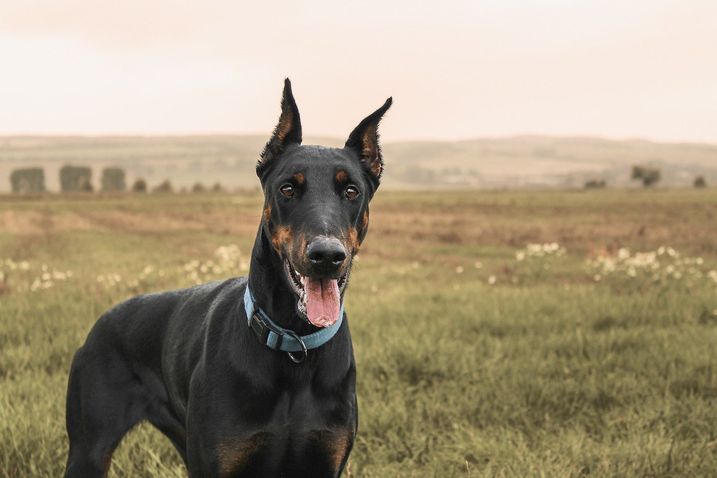 a doberman pinscher stands in a grassy field on an overcast day