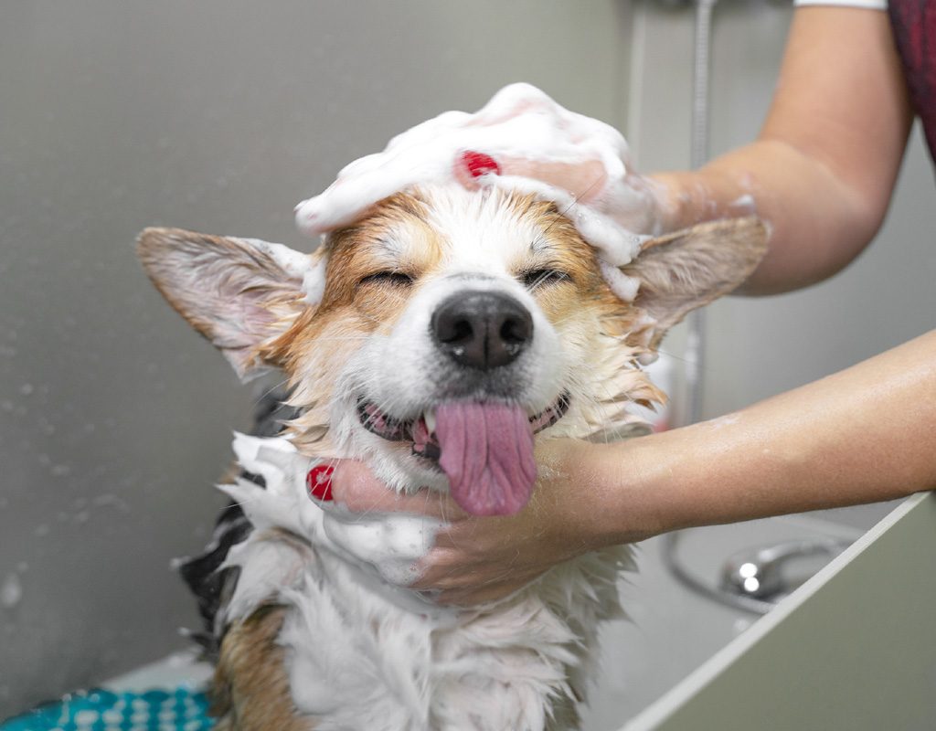 Dog having a bath.