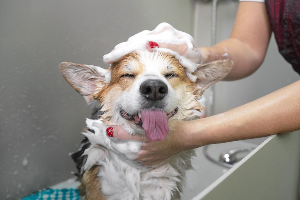 Dog having a bath.