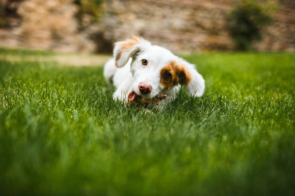 A dog lies in the grass chewing on something