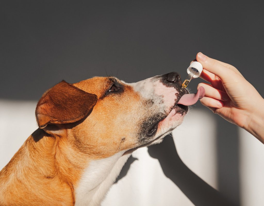 Dog taking CBD oil from dropper.