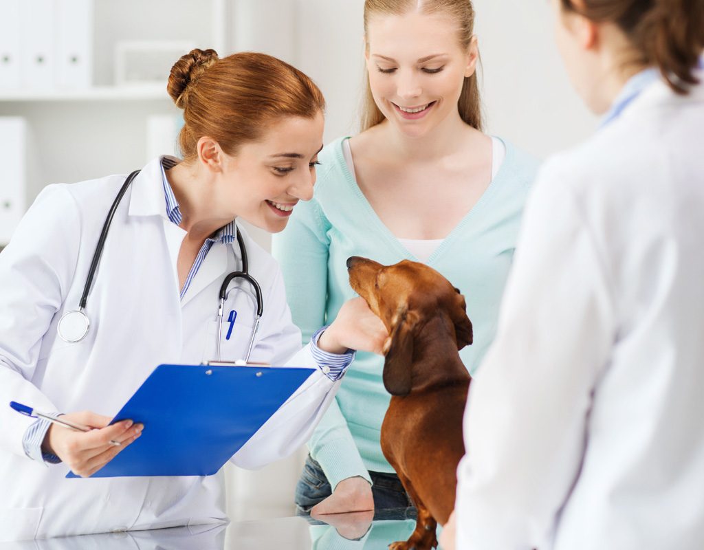 Friendly veterinarian examining dog