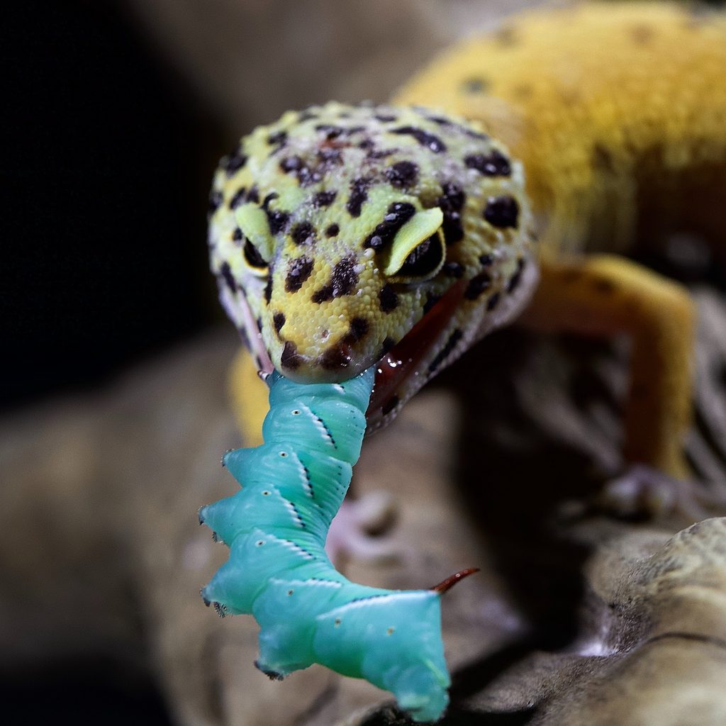 Gecko eats a caterpillar