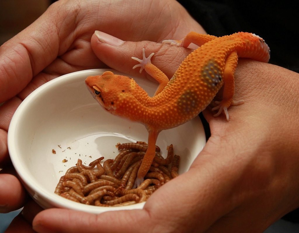 Gecko steps into a bowl of mealworms