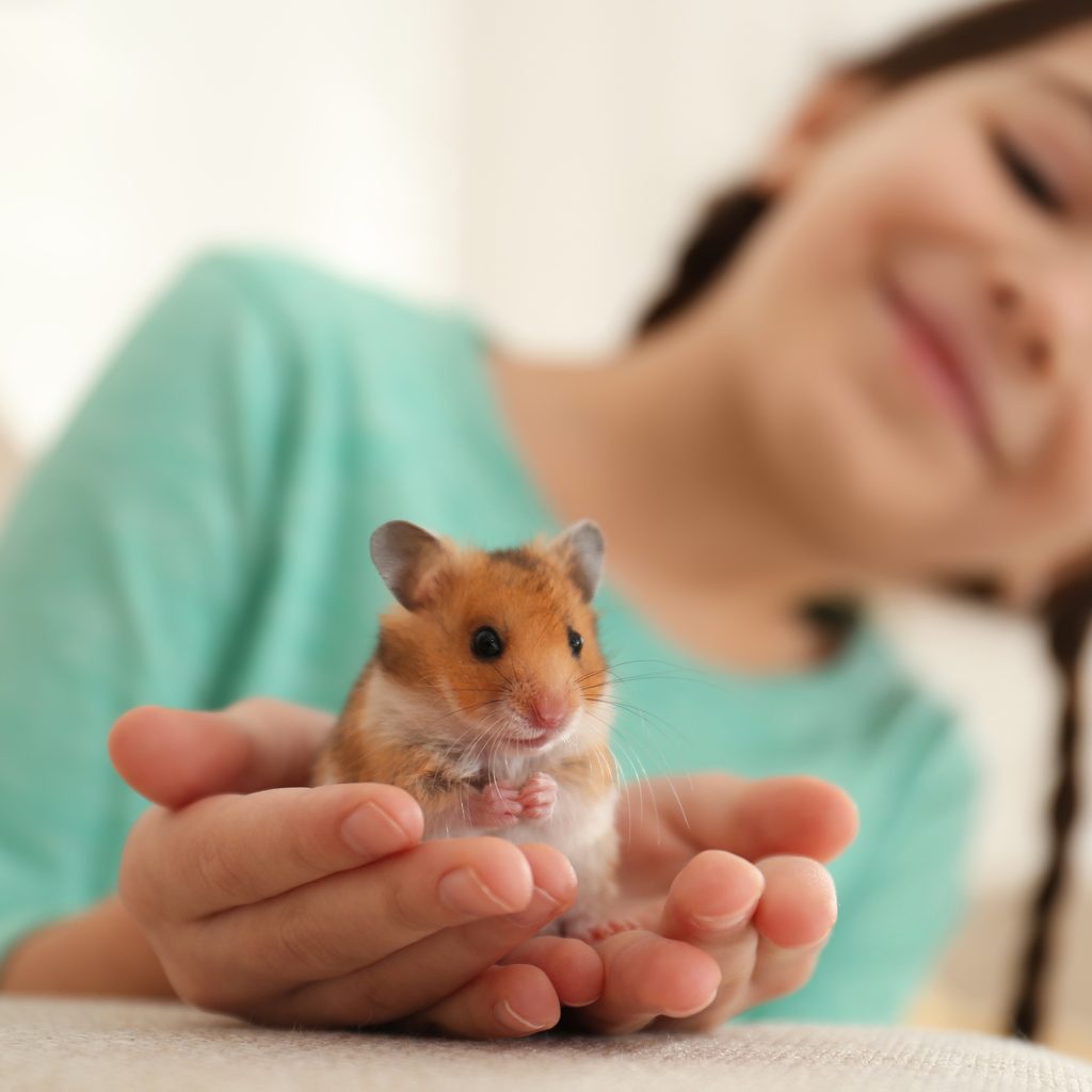 Girl holds pet hamster in her hands