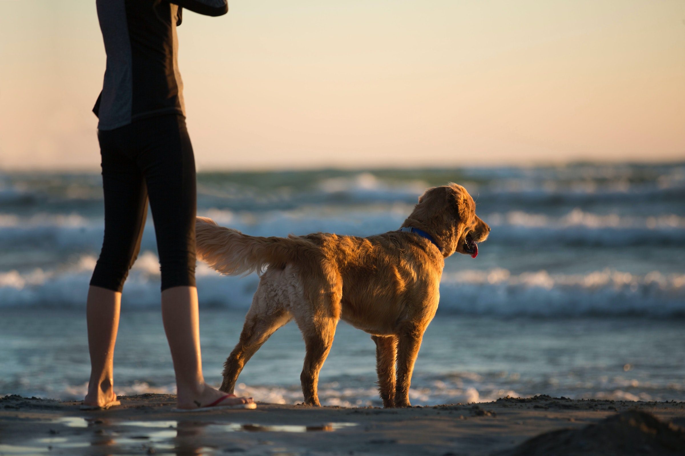 a golden retriever stands next to a person on the beach, both facing the ocean at sunset with their back to the camera