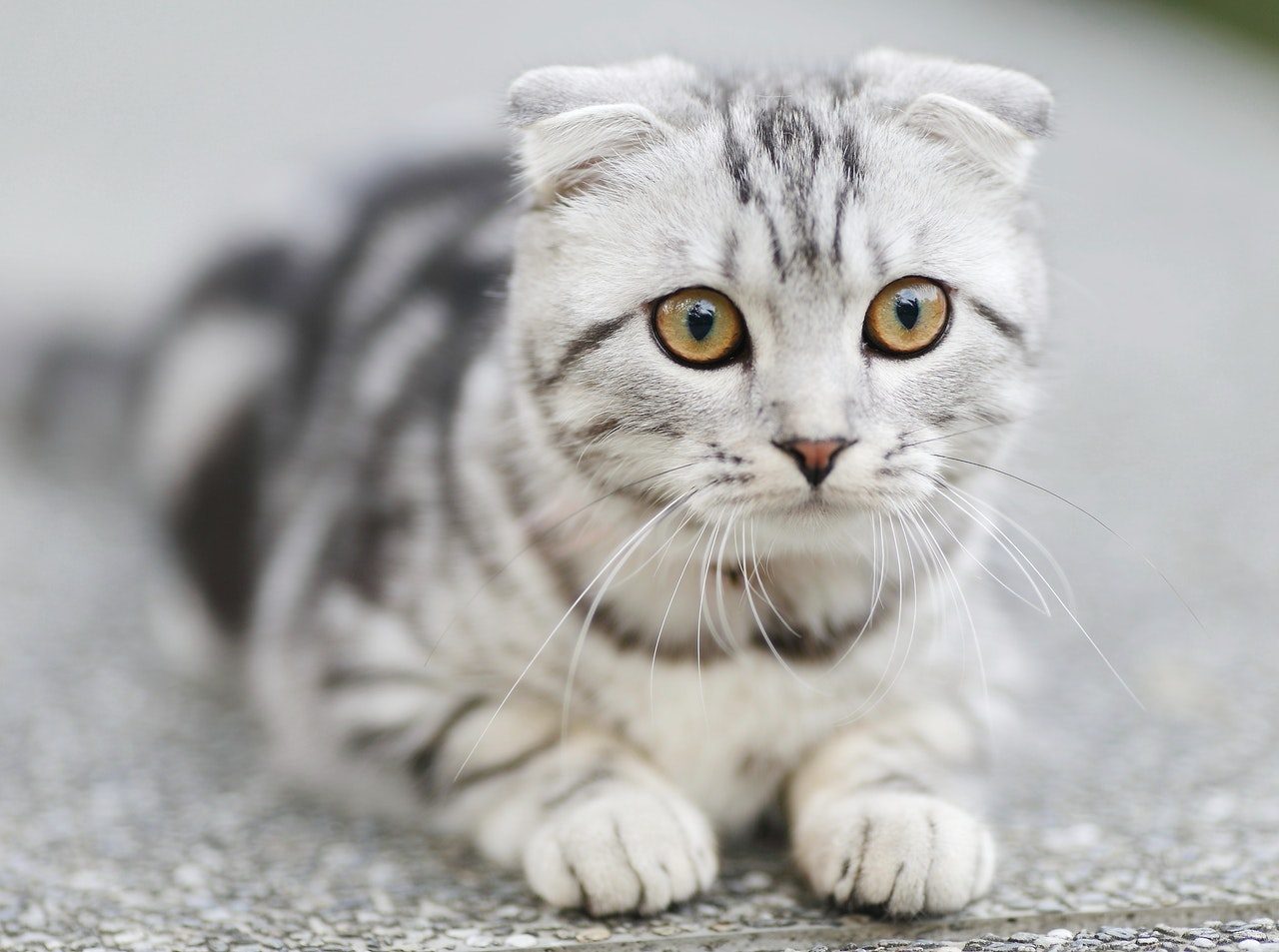 A gray Scottish Fold cat.