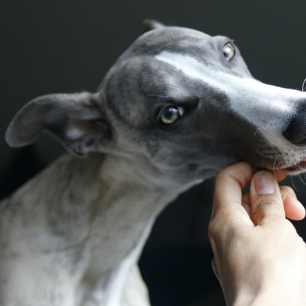 a grey and white greyhound eats a treat out of someones hand