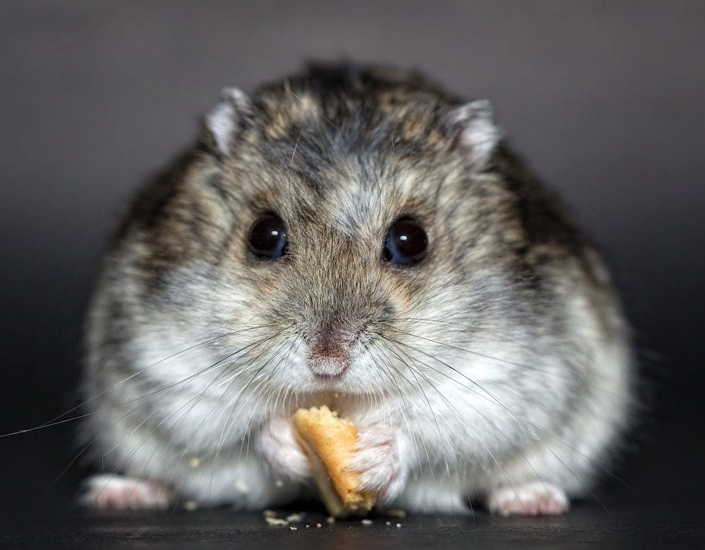 Hamster snacking on a small cracker