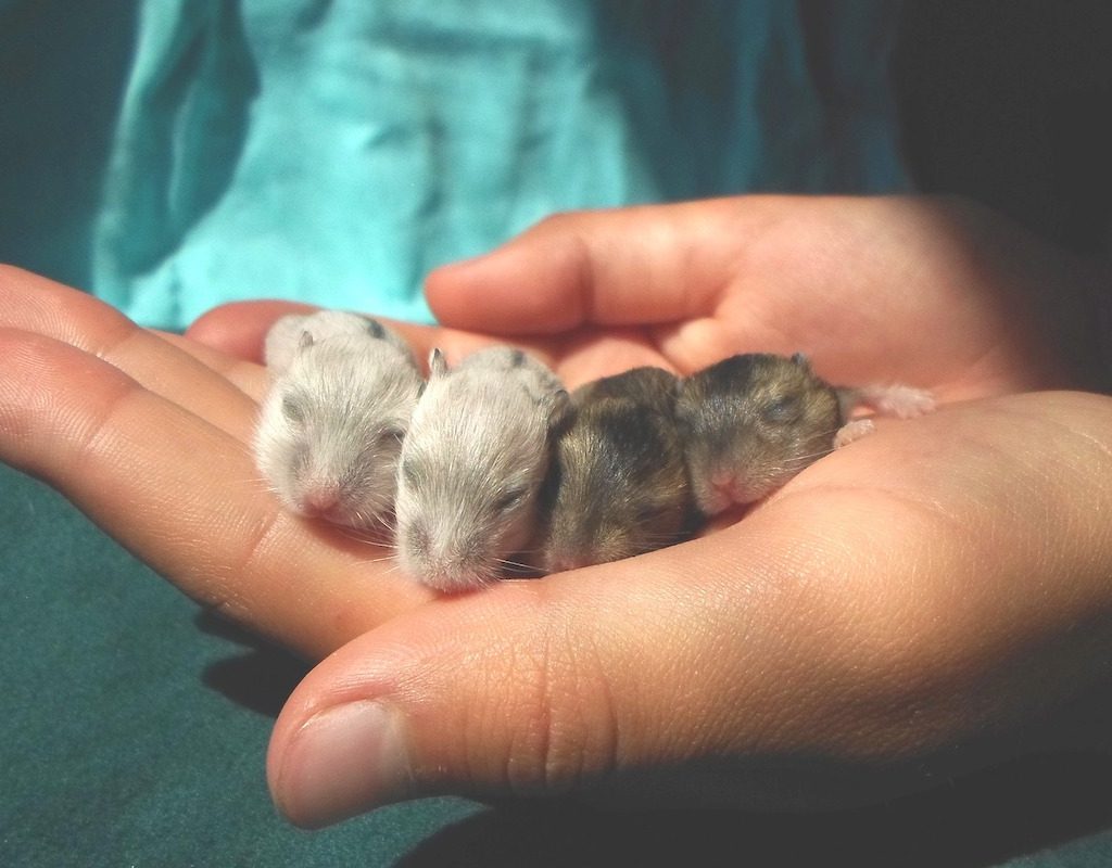Woman's hand holding 4 hamster pups