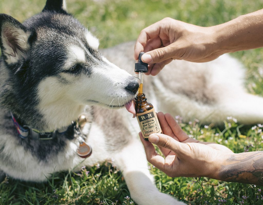 Husky taking CBD oil from dropper.