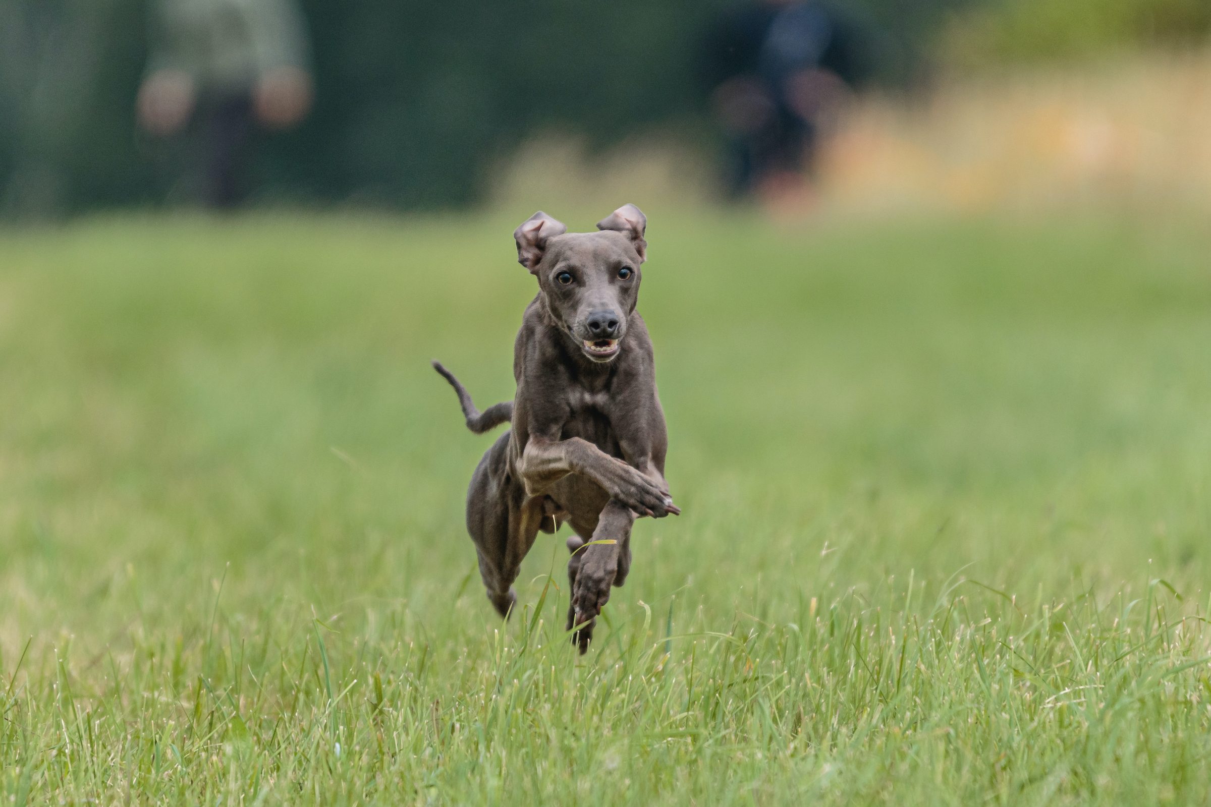 an italian greyhound jumps while running through tall grass